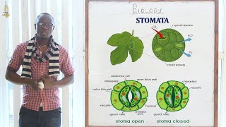 9 Gaseous Exchange in Plants Biology Form [upl. by My]