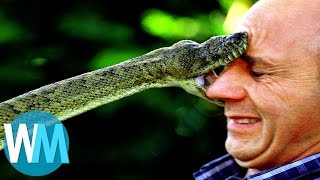 Top 10 des serpents les plus DANGEREUX du monde [upl. by Attalie]