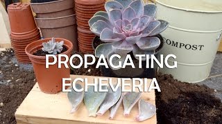 How to Propagate Echeveria  Super Easy Succulent Propagation [upl. by Akiehsal]