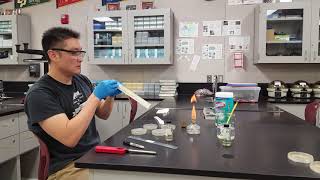 Bacterial Conjugation Lab [upl. by Aaron]