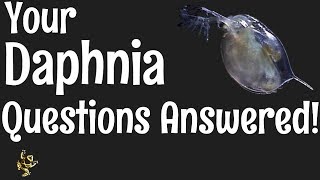 Daphnia Questions Answered [upl. by Enyaw]