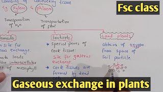 Gaseous exchange in plants  Stomata  Class 11 Biology [upl. by Kylynn]