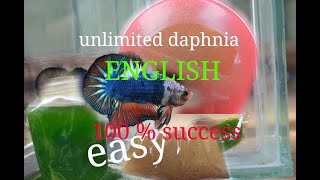 daphnia moina culture Easy way Unlimited production English  with sub Green water Chlorella [upl. by Eldnek]