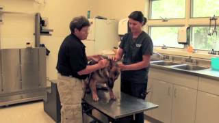 Veterinarian  Career Spotlight [upl. by Tabbie]