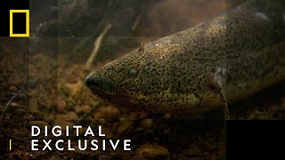 The African Lungfish  National Geographic UK [upl. by Gauldin]