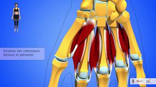 Les muscles lombricaux et interosseux de la main Laponévrose dorsale Description [upl. by Solracsiul909]