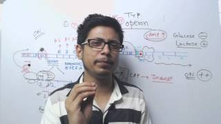 Lac operon vs Trp operon [upl. by Yer]