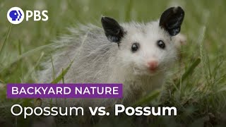 Mythbusting Opossum Facts  Backyard Nature [upl. by Onaicul]