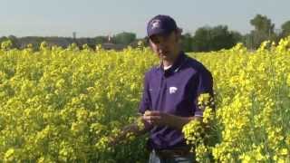 Canola in Kansas [upl. by Ailecara]