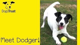 Dogs Trust Glasgow  Dodger [upl. by Orva]