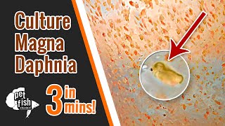 How to culture DAPHNIA MAGNA  The easy way [upl. by Skipp]