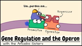 Gene Regulation and the Operon [upl. by Nroht7]