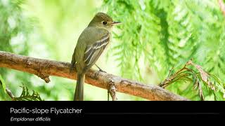 Pacificslope Flycatcher [upl. by Clemmy525]