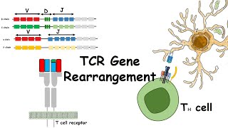 TCR gene rearrangements [upl. by Ellivro]