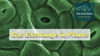 ALevel Biology Gas Exchange in Plants [upl. by Sheri972]