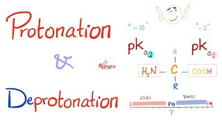 Amino Acids Part 3 pH and Pka  Biochemistry for MCAT DAT NEET [upl. by Llenrag]