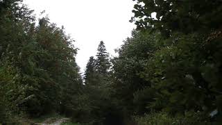 Wind Blowing Through Forest with Light Rain 1 Hour  Wind Sound Relaxation [upl. by Harneen678]