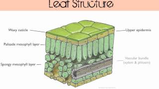 Gas Exchange in Plants [upl. by Kennett]