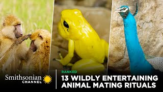 13 Wildly Entertaining Animal Mating Rituals 😍 Smithsonian Channel [upl. by Enilkcaj]