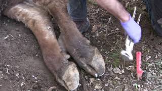 Cleaning and trimming cow hooves educational [upl. by Nnazus103]