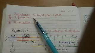 Tryptophan Operon and its Attenuation [upl. by Roze430]