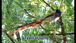 African Paradise Flycatcher vocalisations [upl. by Lotsyrc]