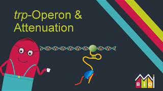 trp Operon amp Attenuation explained in under 15 minutes [upl. by Atalante849]