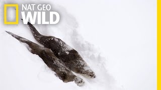 River Otters on the Run  Wild Yellowstone [upl. by Keverian]