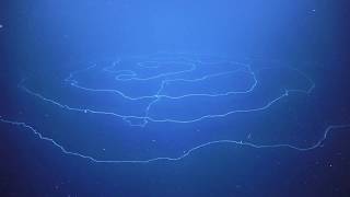 Beautiful Giant Siphonophore Apolemia at Abyssal Deep Sea Canyons Off Ningaloo [upl. by Yvan]