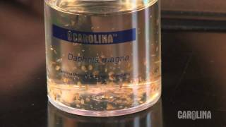 How to Care for Daphnia [upl. by Candis330]