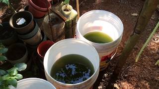 How to grow Green Water Algae [upl. by Seeto]