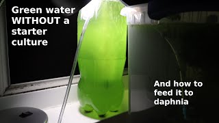 Green Water WITHOUT a Starter Culture  From Scratch  How To [upl. by Asor]