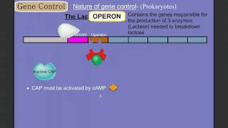 Gene Control Part 2 Prokaryotes The Operon [upl. by Newfeld]