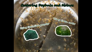 How To Culture Daphnia and Moinas using Green Water Spirulina powder [upl. by Smukler571]