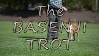 The Basenji Trot 1 [upl. by Ramraj546]