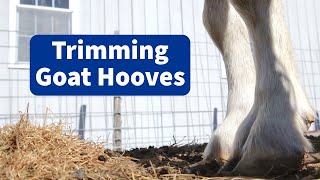 How to Trim Goat Hooves [upl. by Tam]