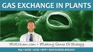 Gas Exchange in Flowering Plants  GCSE Biology 91 [upl. by Jac]