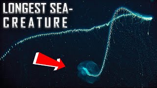 ‘Longest Animal Ever’ discovered off Australia’s Coast  Siphonophore [upl. by Myrtice]