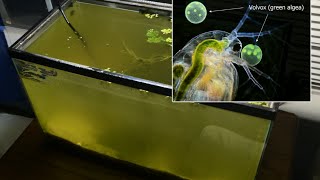 Raising Daphnia for the Freshwater Aquarium [upl. by Anauqed708]