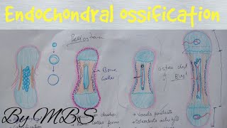 Endochondral ossification  easy explaination [upl. by Eenor]