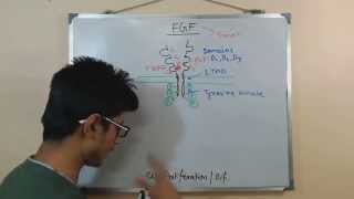 Fibroblast growth factor FGF [upl. by Repsac]