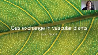 Gas exchange in vascular plants [upl. by Yrelav]