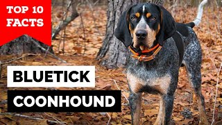 Bluetick Coonhound  Top 10 Facts [upl. by Erkan281]