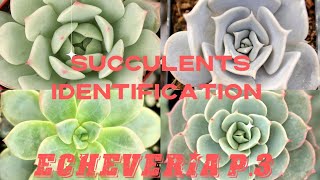 SUCCULENTS IDENTIFICATION  ECHEVERIA P3 [upl. by Angelo]