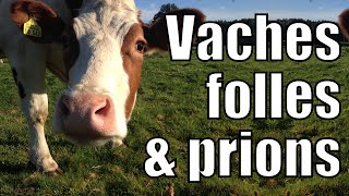 Vache folle amp Prions [upl. by Pandich613]