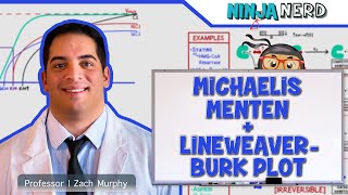 Biochemistry  Michaelis Menten amp LineweaverBurk Plot [upl. by Aihseyn533]