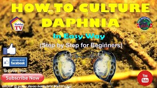 HOW TO CULTURE DAPHNIA In Easy Way [upl. by Rasia471]