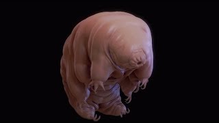 Le tardigrade est lanimal le plus indestructible au monde [upl. by Derfnam]